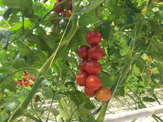 1mm 2mm 3mm UV PP Packing Tomato Tying Twine For Agriculture