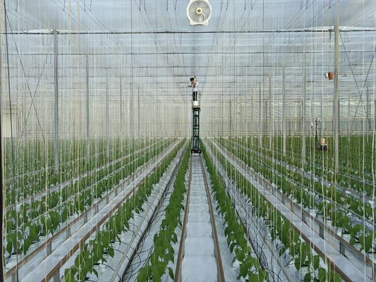 Colorful PP Polypropylene Twine Rope UV Resistant High Strength Twisted Baler Twine for Farm Greenhouse Garden Tomato Vine Support Bundling Packing