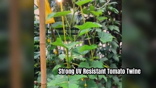 Dây buộc cà chua chống tia cực tím để hỗ trợ cây trồng khỏe mạnh