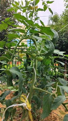 UV ổn định PP Nông nghiệp Trellis Twine với độ bền kéo cao cho cà chua và dưa chuột hỗ trợ leo núi